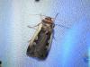 Ochropleura plecta